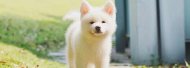 为什么不建议养柴犬-主人把柴犬打怕了怎么办