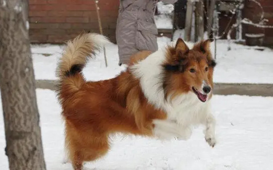 德牧怎么训练,牧羊犬的训练方法 德牧怎么训练,牧羊犬的训练方法