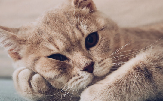 猫咪吃了熟蛋白会怎样