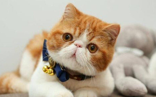 为什么猫喜欢舔自己的手-猫咪爱你的12种表现