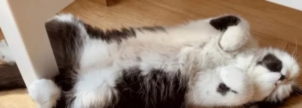猫猫为什么会对人踩奶-猫咪对主人踩奶是什么意思 猫猫为什么会对人踩奶-猫咪对主人踩奶是什么意思