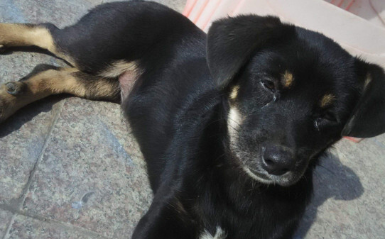 如何训练罗威纳犬-罗威纳训练科目和方法