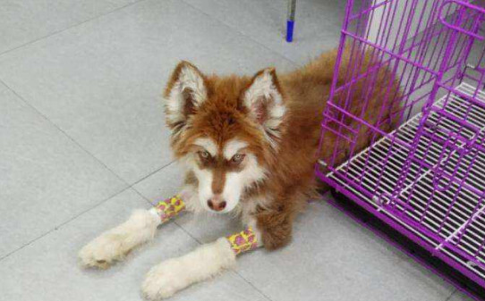 狗狗犬瘟有哪些症状,犬瘟热临床症状