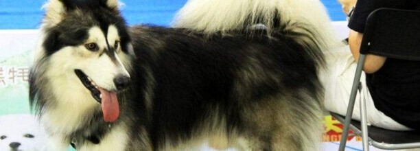 阿拉斯加怎么训练-阿拉斯加犬的训练方法