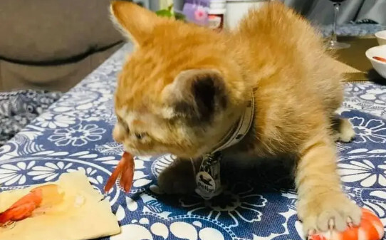猫吃大虾好吗,猫咪可以吃虾肉吗
