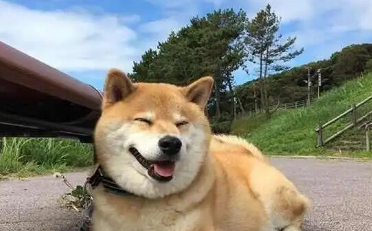 柴犬分几种,柴犬的五个种类 柴犬分几种,柴犬的五个种类