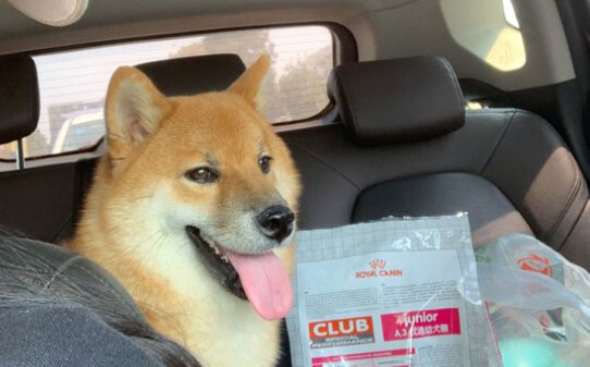 狗狗刨地是什么意思,柴犬为什么要刨地