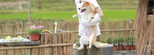 柴犬有哪些品种-小H品种