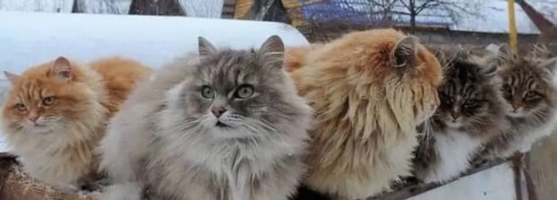 俄罗斯猫的品种有哪些-俄罗斯猫常见的五个品种