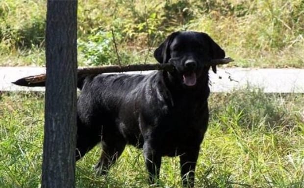 怎么让拉布拉多犬乖乖听话-拉布拉多训练方法 怎么让拉布拉多犬乖乖听话-拉布拉多训练方法