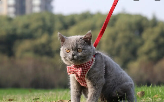 蓝猫爱吃什么-蓝猫最爱吃的3种食物