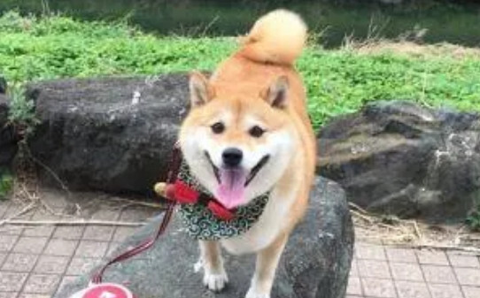柴犬对人有攻击性吗,柴犬会咬人吗 柴犬对人有攻击性吗,柴犬会咬人吗