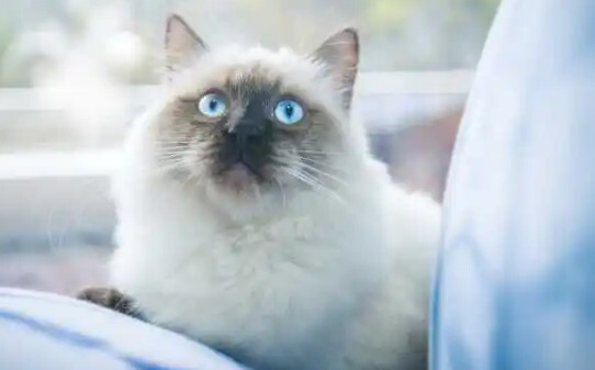 猫咪品种-抖音十大网红猫第一简直成精了