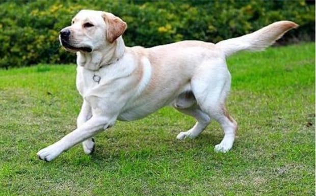 怎么让拉布拉多犬乖乖听话-拉布拉多训练方法 怎么让拉布拉多犬乖乖听话-拉布拉多训练方法