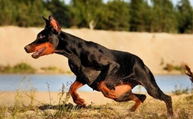 杜宾犬几个月会看家,如何训练杜宾犬