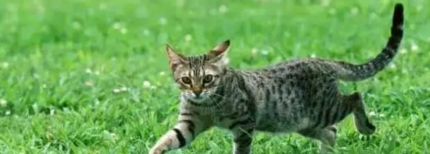 狸花猫在古代叫什么-猫界二哈是哪种猫