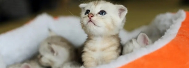 小猫多久可以离开母猫送人