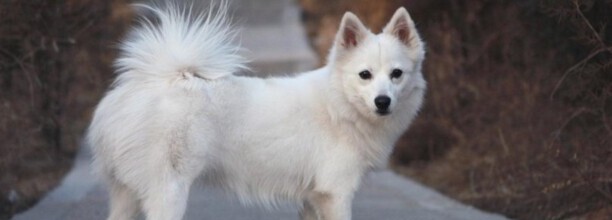 怎么训练银狐犬-银狐犬最聪明的训练方法 怎么训练银狐犬-银狐犬最聪明的训练方法