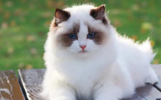 猫咪最怕什么东西,猫最怕的七种东西