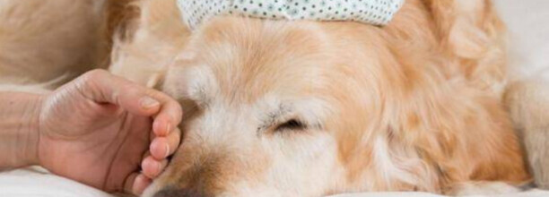 怎么给狗狗催吐-给犬催吐的注意事项