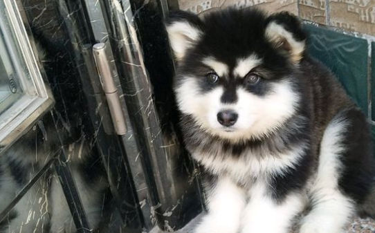 怎么养好阿拉斯加雪橇犬,阿拉斯加雪橇犬训练的5个要点