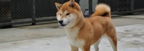 柴犬不听话怎么让柴犬听话-柴犬太淘气了怎么办