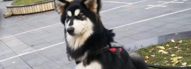 怎么养好阿拉斯加雪橇犬,阿拉斯加雪橇犬训练的5个要点