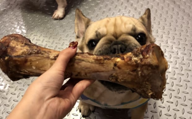 英牛犬如何喂养,英国斗牛犬怎么训练