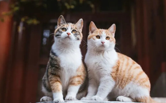 养猫可以养雪柳吗-养猫能不能养雪柳吗 养猫可以养雪柳吗-养猫能不能养雪柳吗
