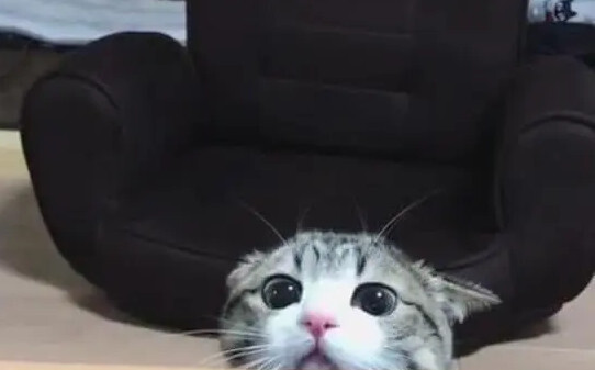 为什么玩的时候猫会飞机耳-猫飞机耳是害怕吗