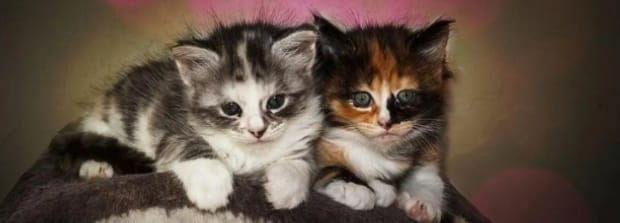 一只想飞的猫会干什么，小猫会干什么