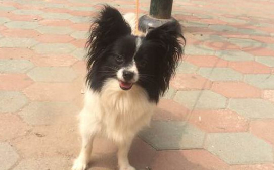怎样喂养蝴蝶犬怎么训练