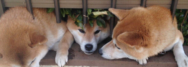 四个月的柴犬是不是已经认主了-柴犬一生会认几个主人