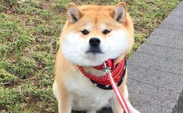 母柴犬发情期前有什么表现-柴犬喜欢主人的表现 母柴犬发情期前有什么表现-柴犬喜欢主人的表现