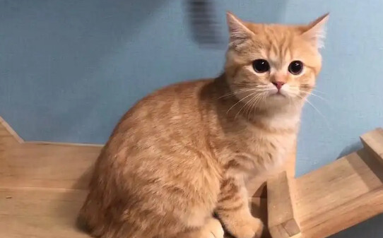 住高层猫咪会下楼么,猫会从高楼跳下去吗