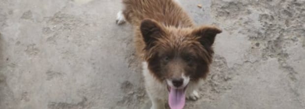 狗狗打针后会有什么症状,狗狗打完疫苗后的反应 狗狗打针后会有什么症状,狗狗打完疫苗后的反应
