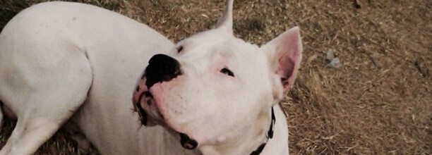 杜高犬怎么训练捕猎,训练杜高犬捕猎的5个方法