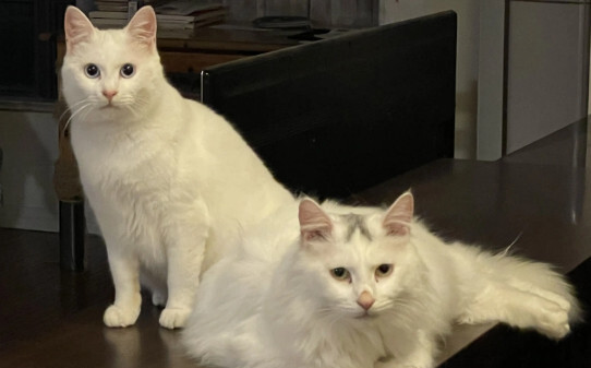 猫欺负另一只猫的表现-新猫欺负旧猫怎么办