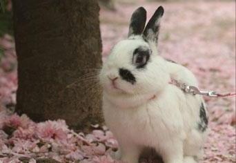 兔子品种及兔子大全