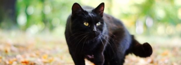 黑色的猫是什么品种-黑煤球猫是什么品种