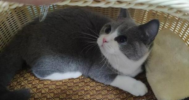 猫咪喜欢吃哪些食物,猫一般吃什么食物