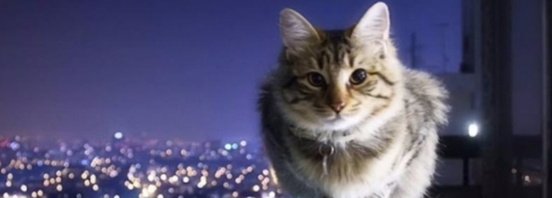 为什么我家的猫从来不会踩奶 为什么我家的猫从来不会踩奶
