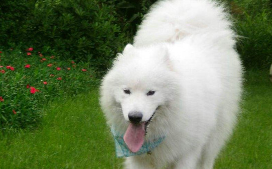 萨摩耶犬训练主要以下两种方式