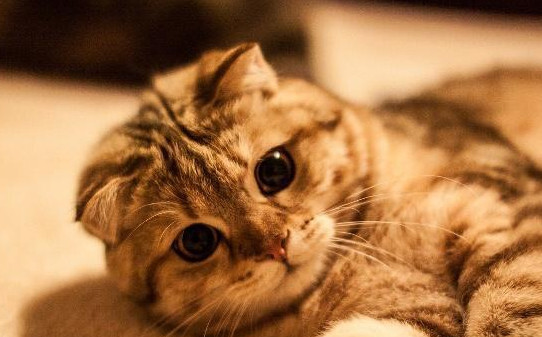 猫猫为什么会对人踩奶-猫咪对主人踩奶是什么意思 猫猫为什么会对人踩奶-猫咪对主人踩奶是什么意思