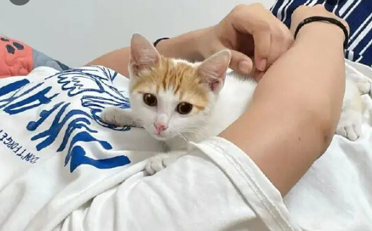 为什么猫咪喜欢睡我对面-猫咪喜欢在主人旁边睡觉说明什么