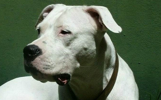 杜高犬怎么训练捕猎,训练杜高犬捕猎的5个方法