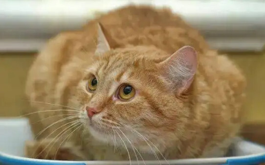 怎么样辨别是否是猫藓-猫身上绿荧光一定是猫癣吗