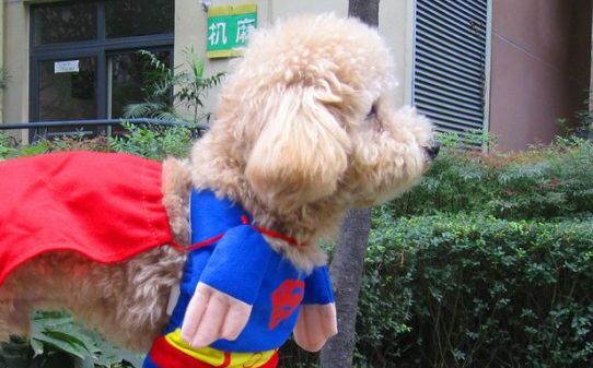 怎样训练比熊犬 怎样训练比熊犬