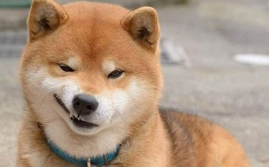 两个多月的柴犬能吃蛋黄吗,柴犬每天一个鸡蛋黄可不可以 两个多月的柴犬能吃蛋黄吗,柴犬每天一个鸡蛋黄可不可以