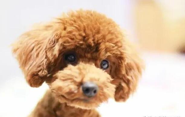 泰迪狗每天晚上叫不停如何办,狗晚上叫个不停是怎么回事